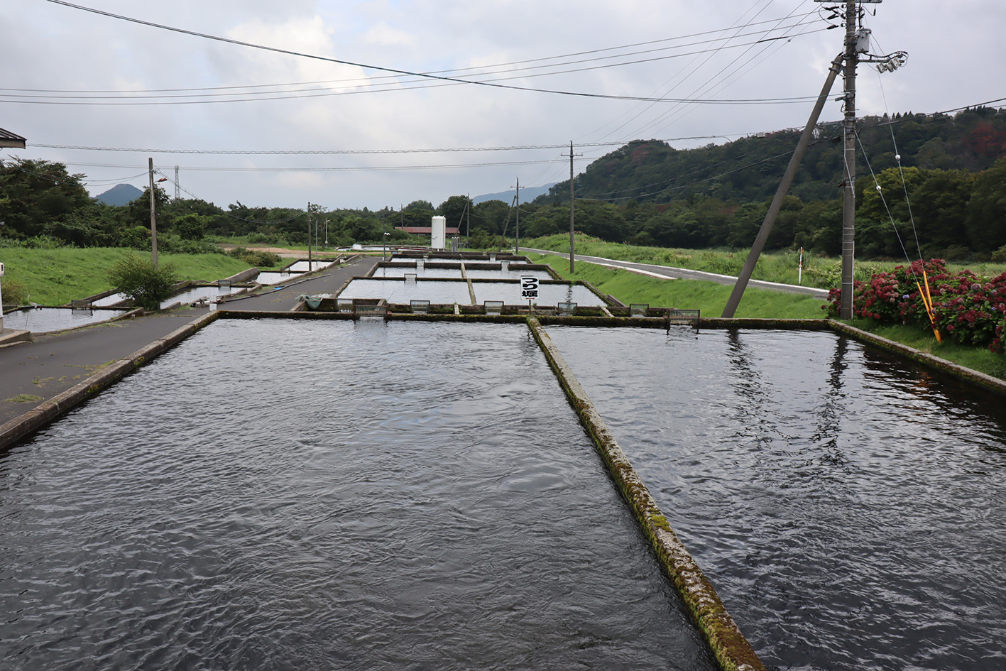 東大山養魚場