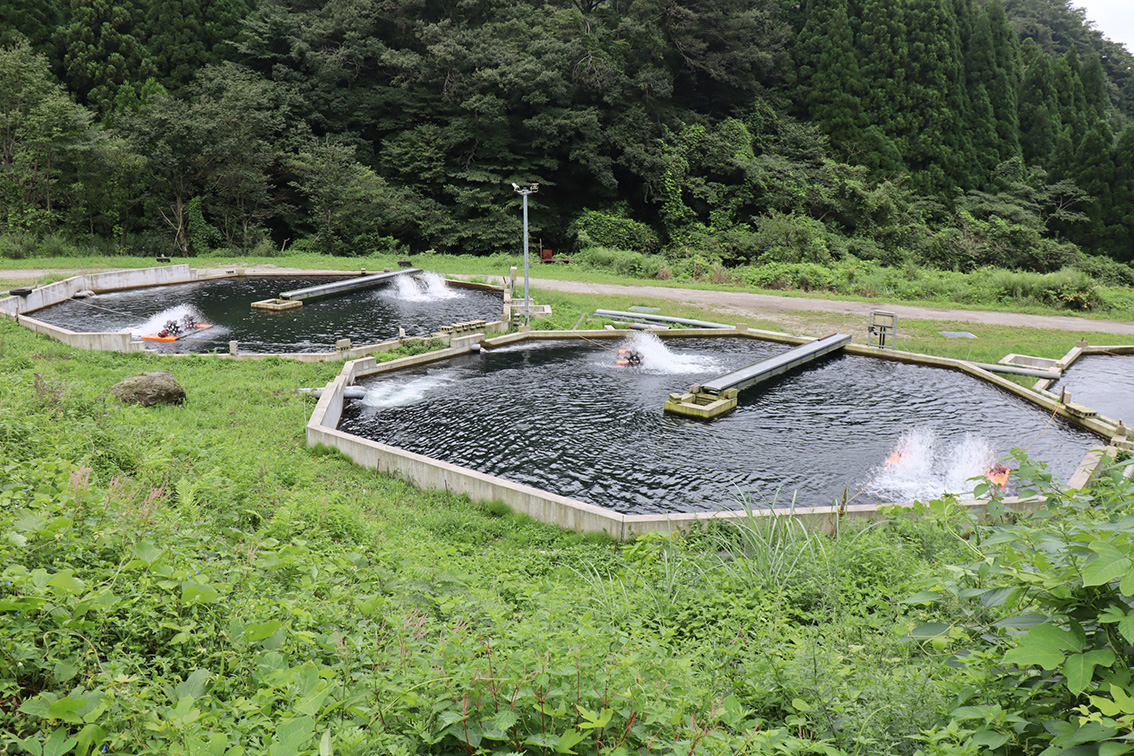 野添養魚場