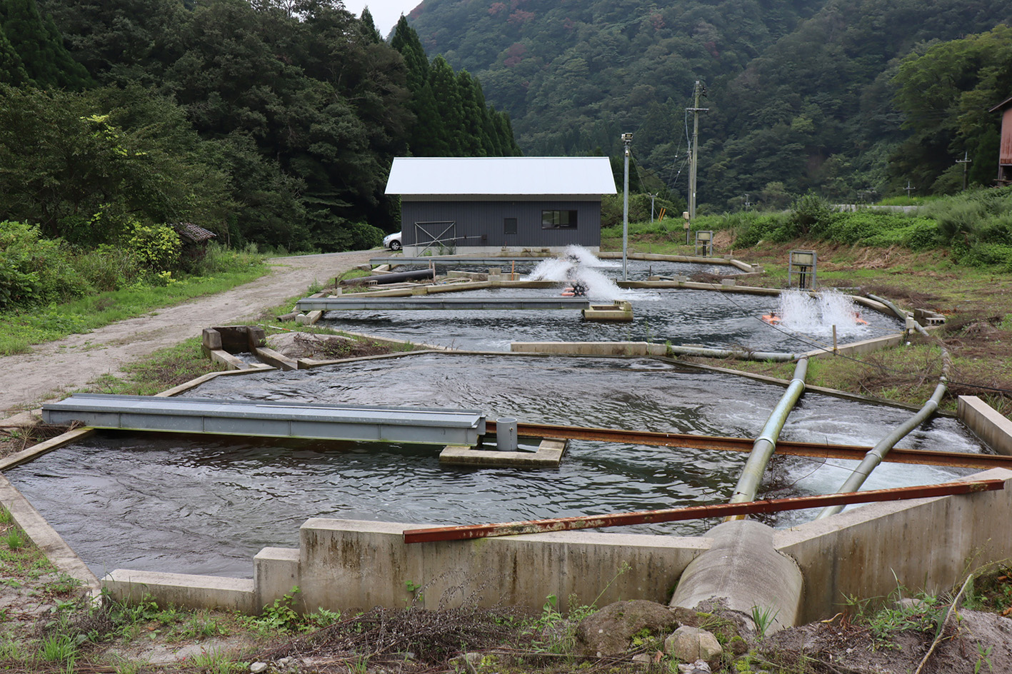 野添養魚場