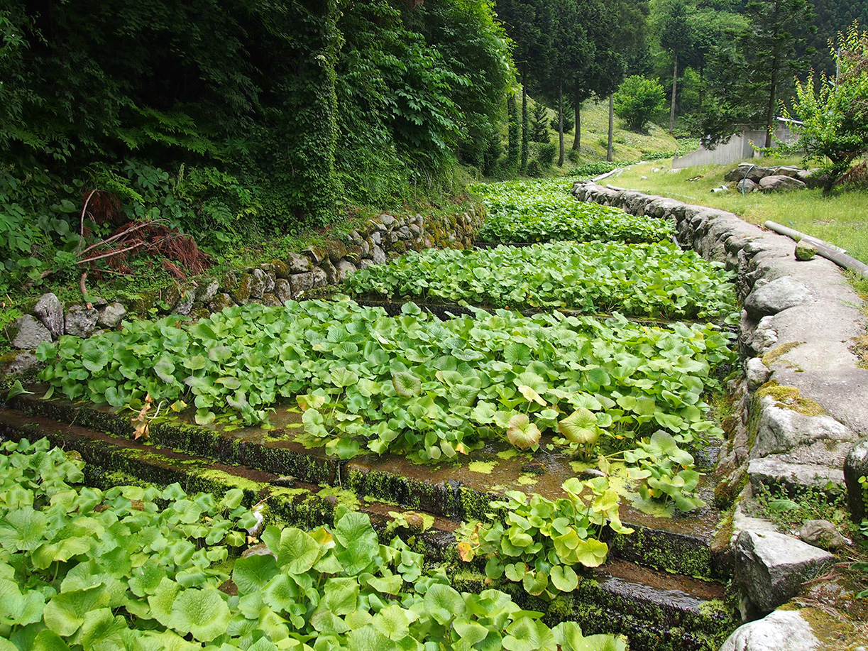 検卵中風景